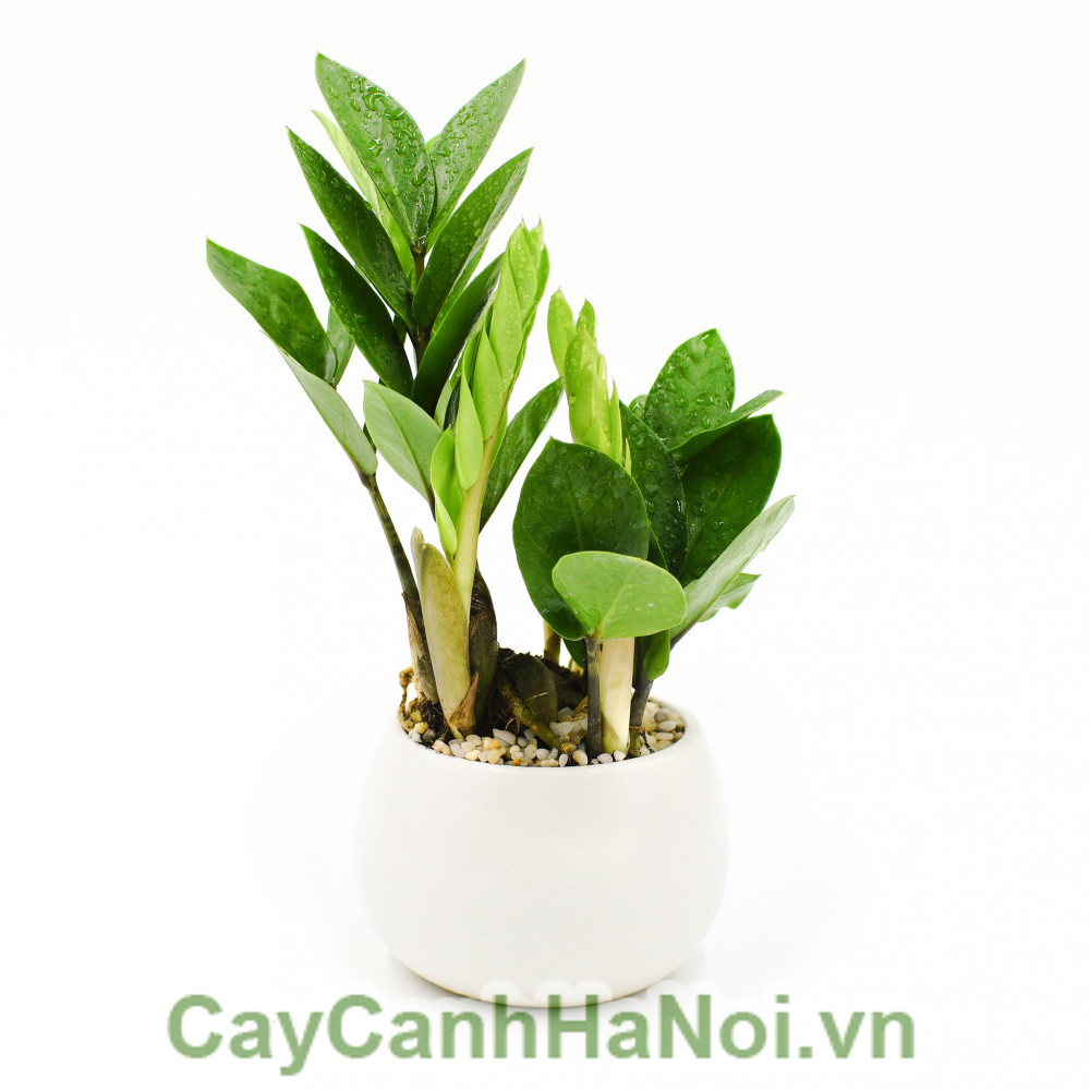 cây hợp tuổi