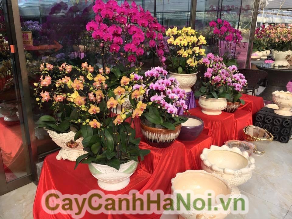 cây nội thất