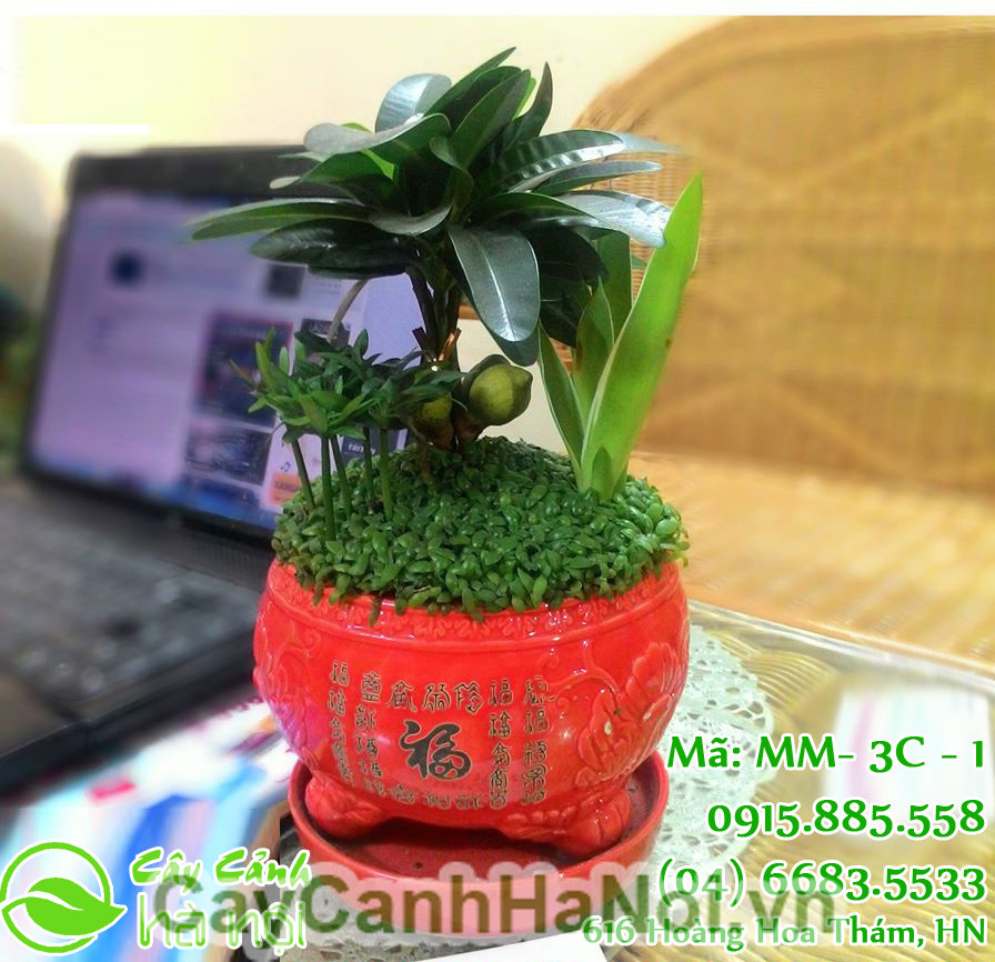 cây tài lộc