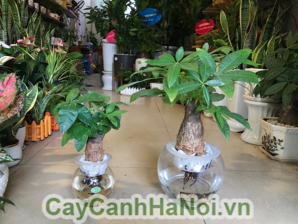 cây thủy canh