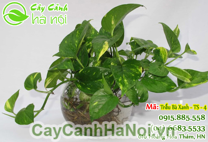 cây trầu bà