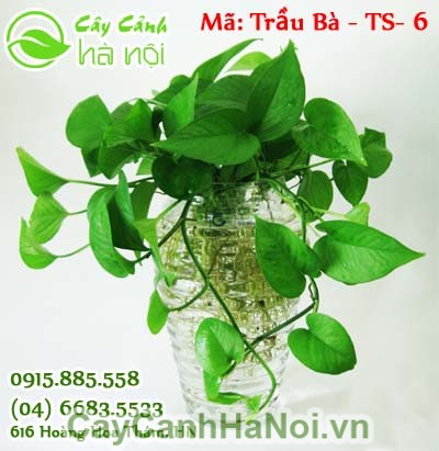 cây trầu bà